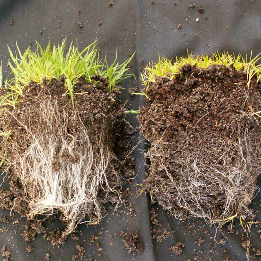 mycoapply-roots-before-after